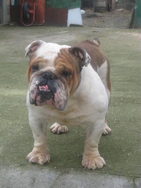 Engleski--Buldog-