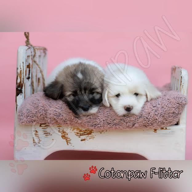Coton-de-Tulear-