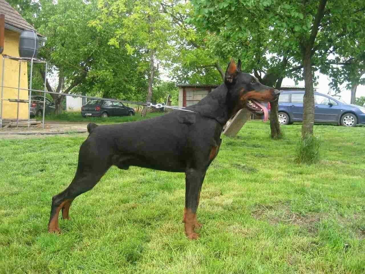 Doberman-stenci-
