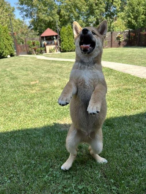Shiba-Inu-štenci