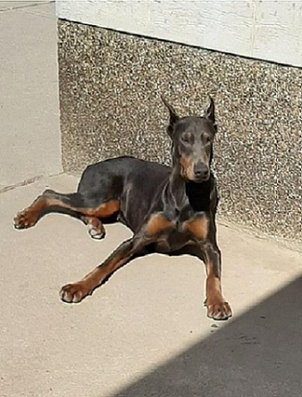 Doberman-zenka