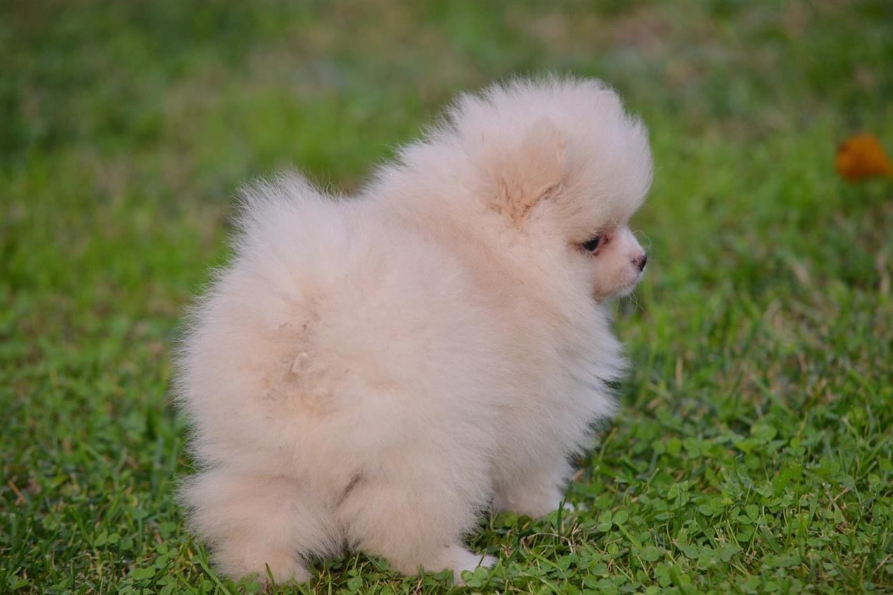 Pomeranac-PRELEPI-štenci