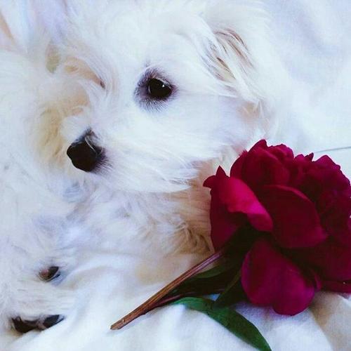 Cotton de Tulear