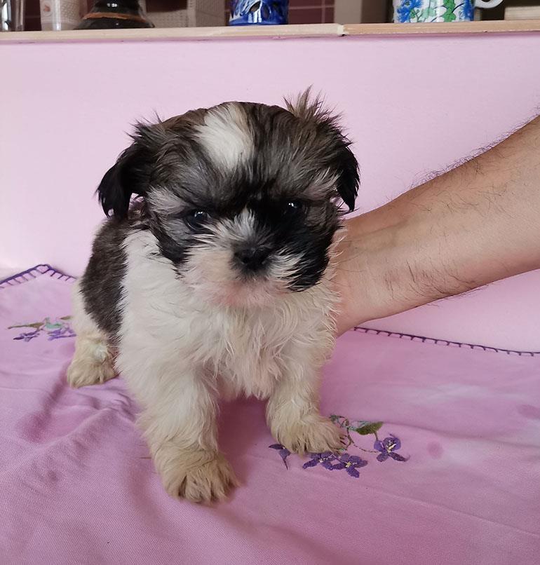 sicu-prelepi-vakcinisani