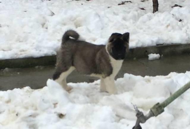 Američka-Akita--prelepi-štenci
