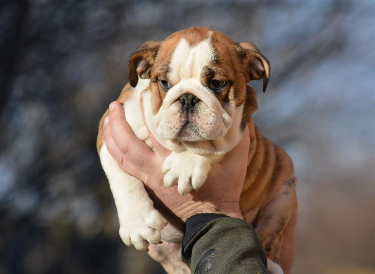 Engleski-buldog