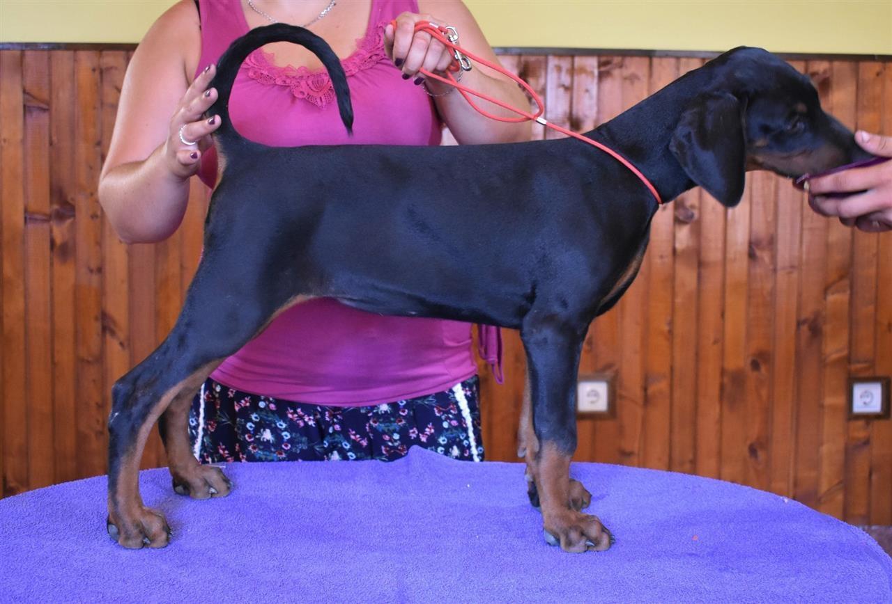 Stenci-dobermana-