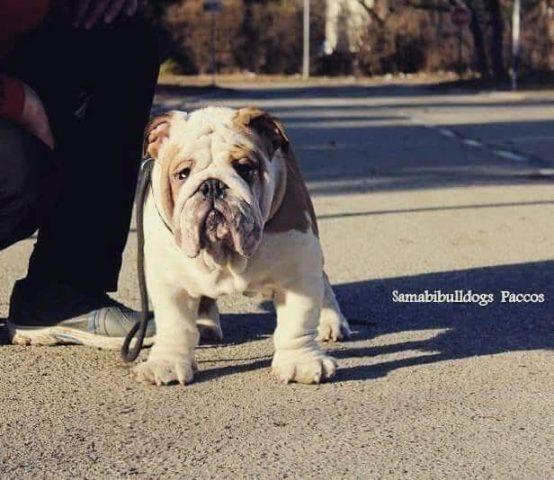 Engleski-buldog-