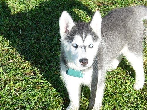 Husky