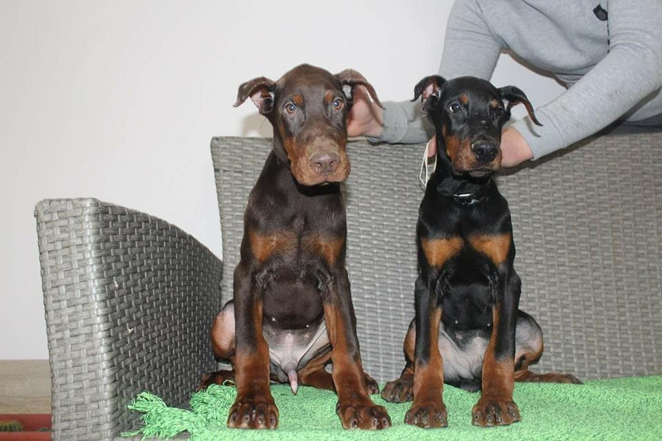 Doberman-stenci-na-prodaju