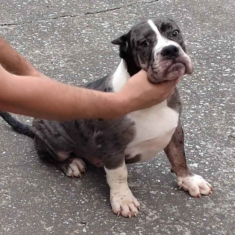 American-Bully----