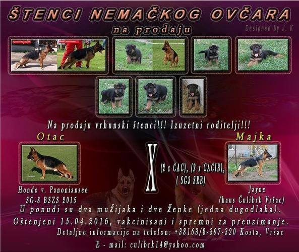 ŠTENCI NEMAČKOG OVČARA NA PRODAJU
