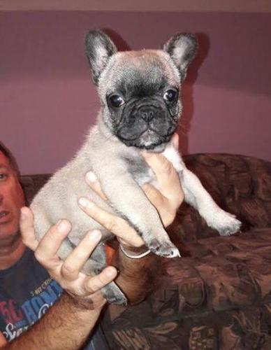 Francuski buldog, štenad