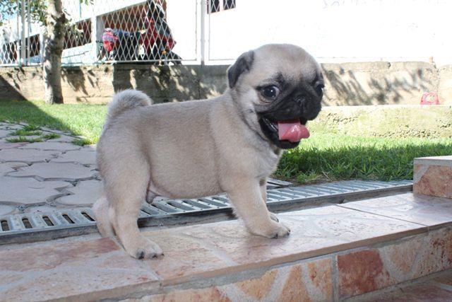 Mops--štenci