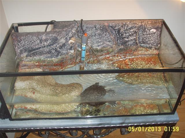 Akvarijum sa kornjacom