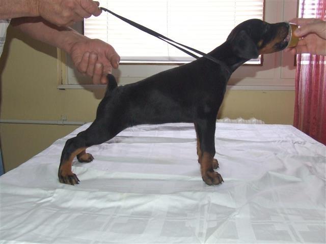 Doberman