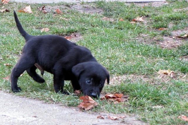 Stenad-labrador-retrivera