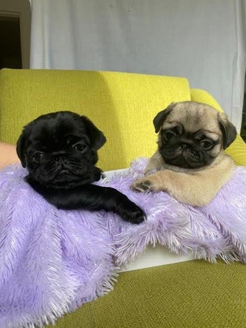 Mops-štenci-