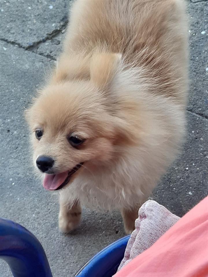 Pomeranski-spic