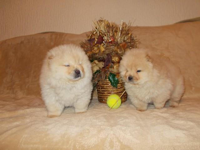 Chow-chow-cau-cau-stenad-