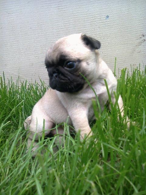 MOPS--stenad-bez-boje