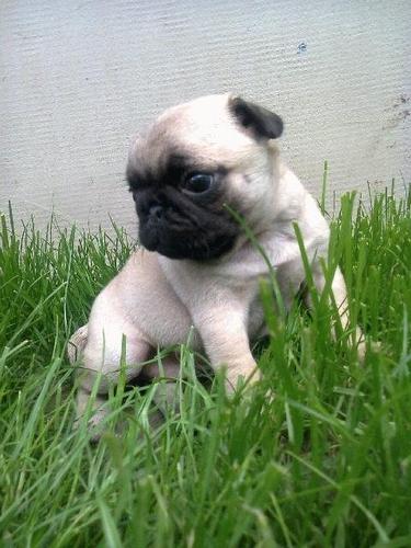 MOPS, stenad bez boje