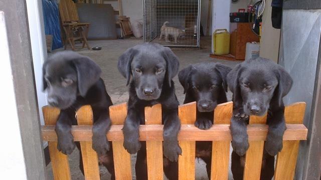Labrador retriver stenci