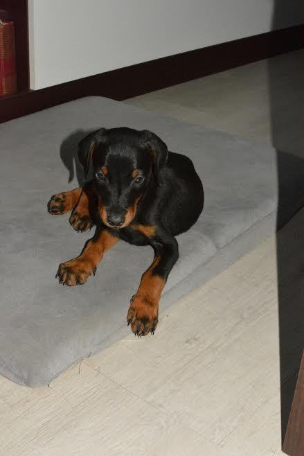 Doberman-stenci-