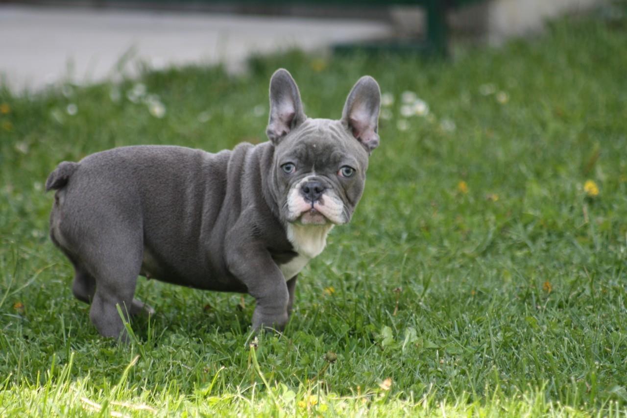 Francuski-Buldog-plavi-štenci