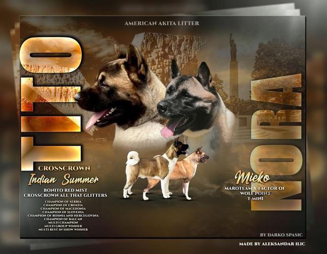 Američka Akita štenci