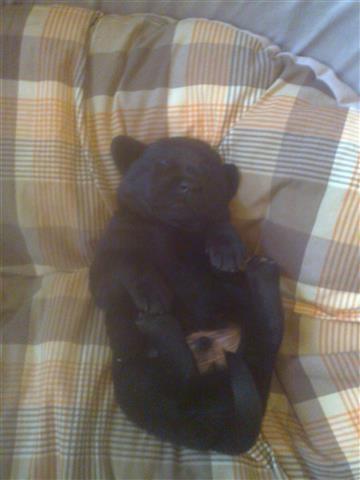 stenad labrador retrivera
