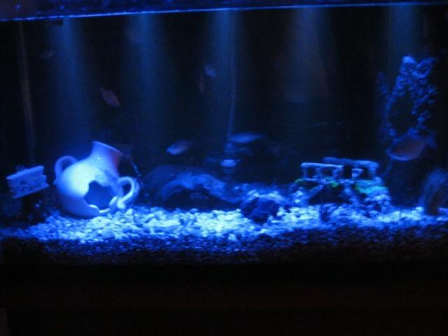 Mesecina za akvarijum 50 cm