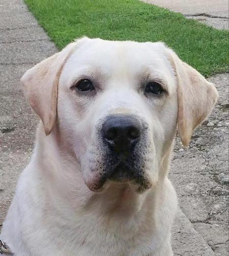 Labrador retriver, stenci vrhunskog kvaliteta 
