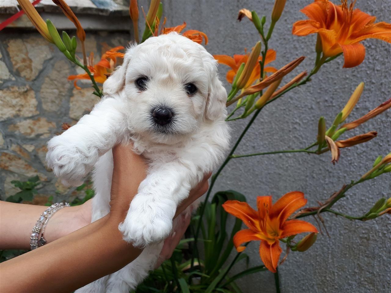 Prodaju-se-predivne-bele--bebe-bisona-----------