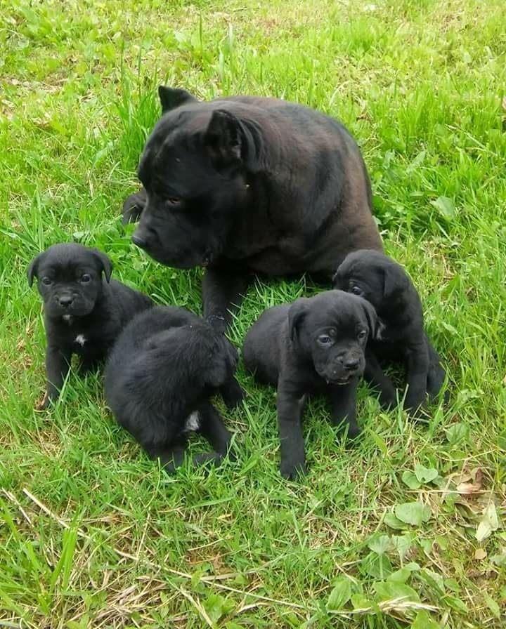 Cane-Corso-stenci