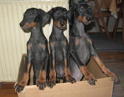 Stenad dobermana