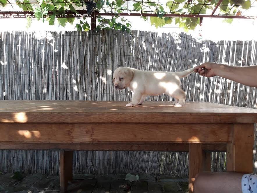 Labrador-retriver--štenci