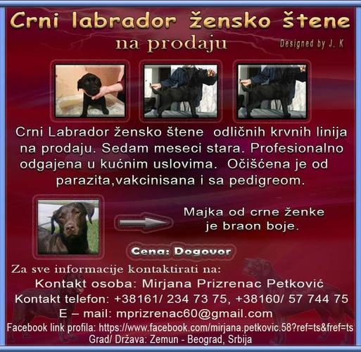 Labrador C