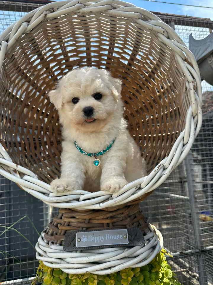 Bichon-Frise-štenci