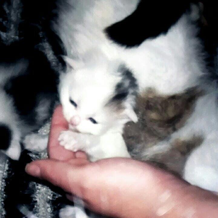 Poklanjam-macice-od-jula