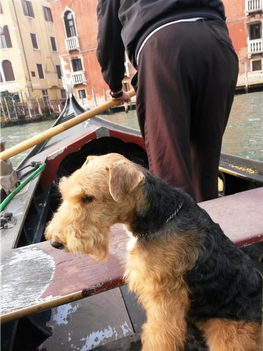 WELSH Terrier stene