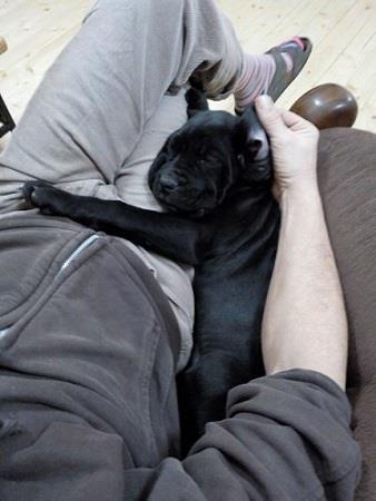 Cane-corso-štenci