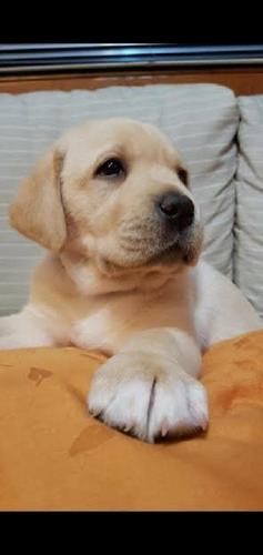 Top leglo LABRADOR retrivera