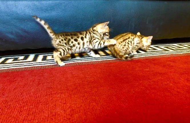 bengalski