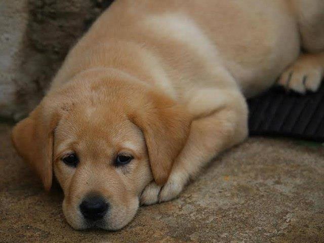 Labrador retriver stenad