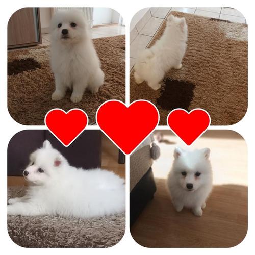Samojed 