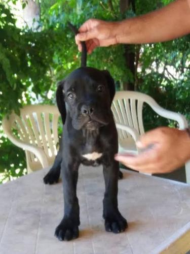  Stenci Cane Corso  