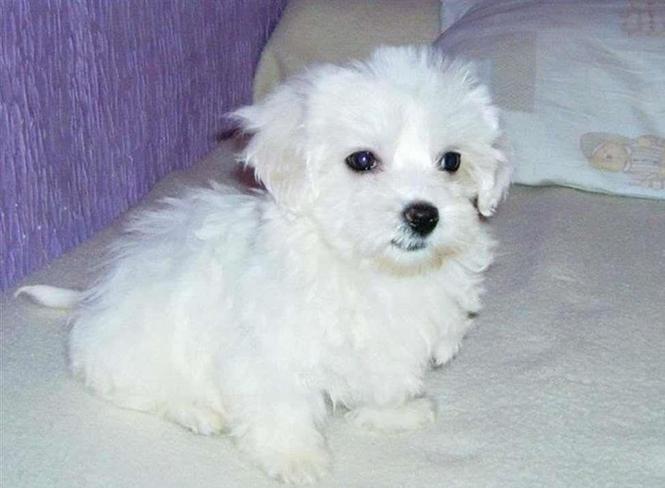 Maltezer mini