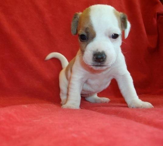 Jack-Russel-Terrier---prelepi-stenci