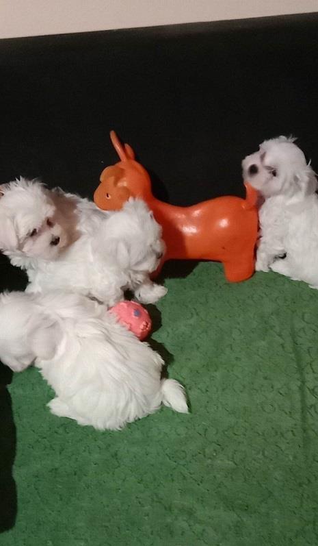 Maltezer